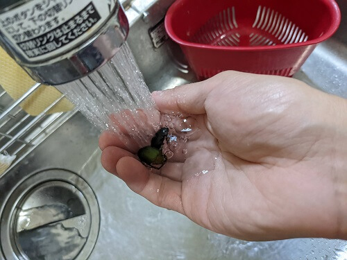 コガネムシの水洗い